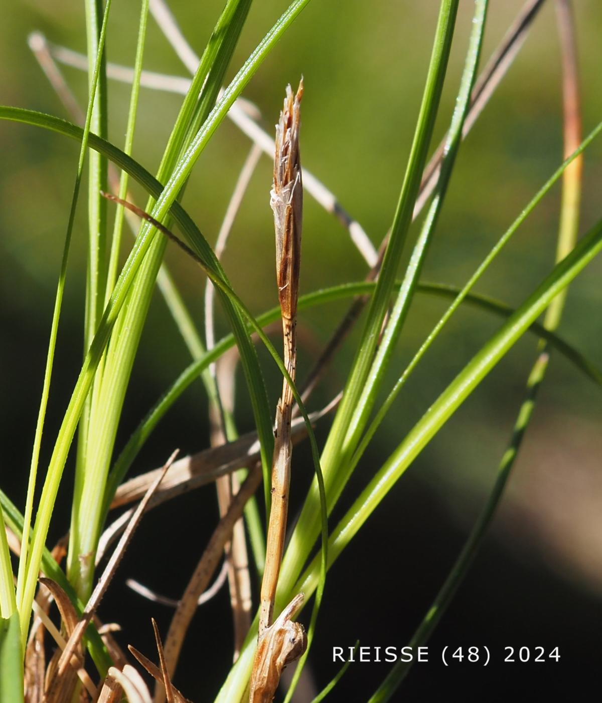 Sedge, Dwarf flower